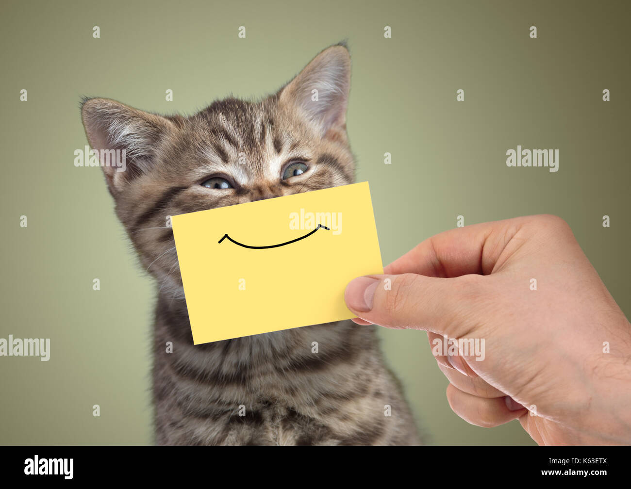 Lustige glückliche junge Katze Portrait mit Lächeln auf Karton Stockfoto