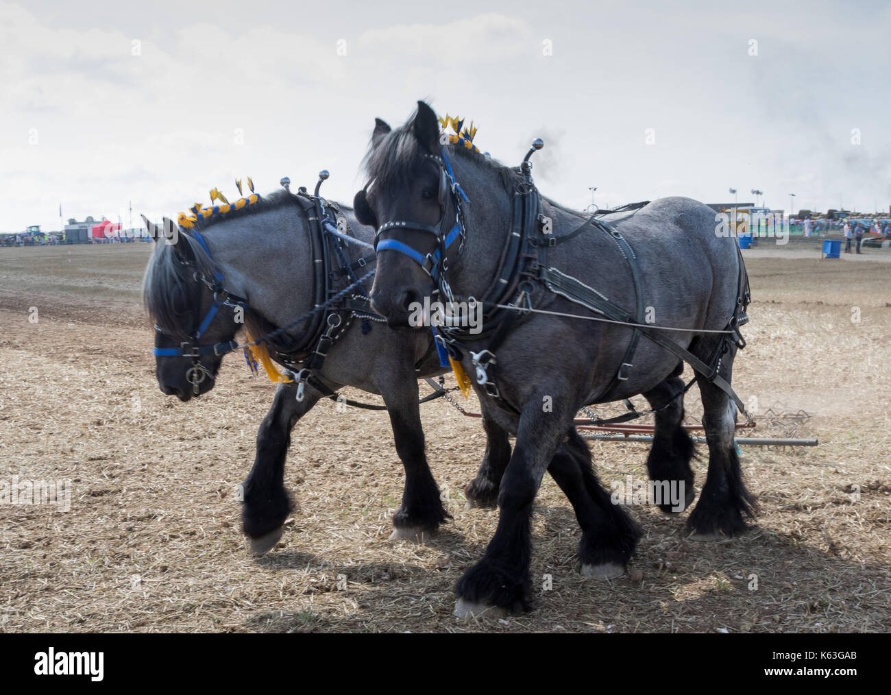 Schwere Pferde beim Pflügen Demonstration great Dorset Steam Fair 2017 Stockfoto