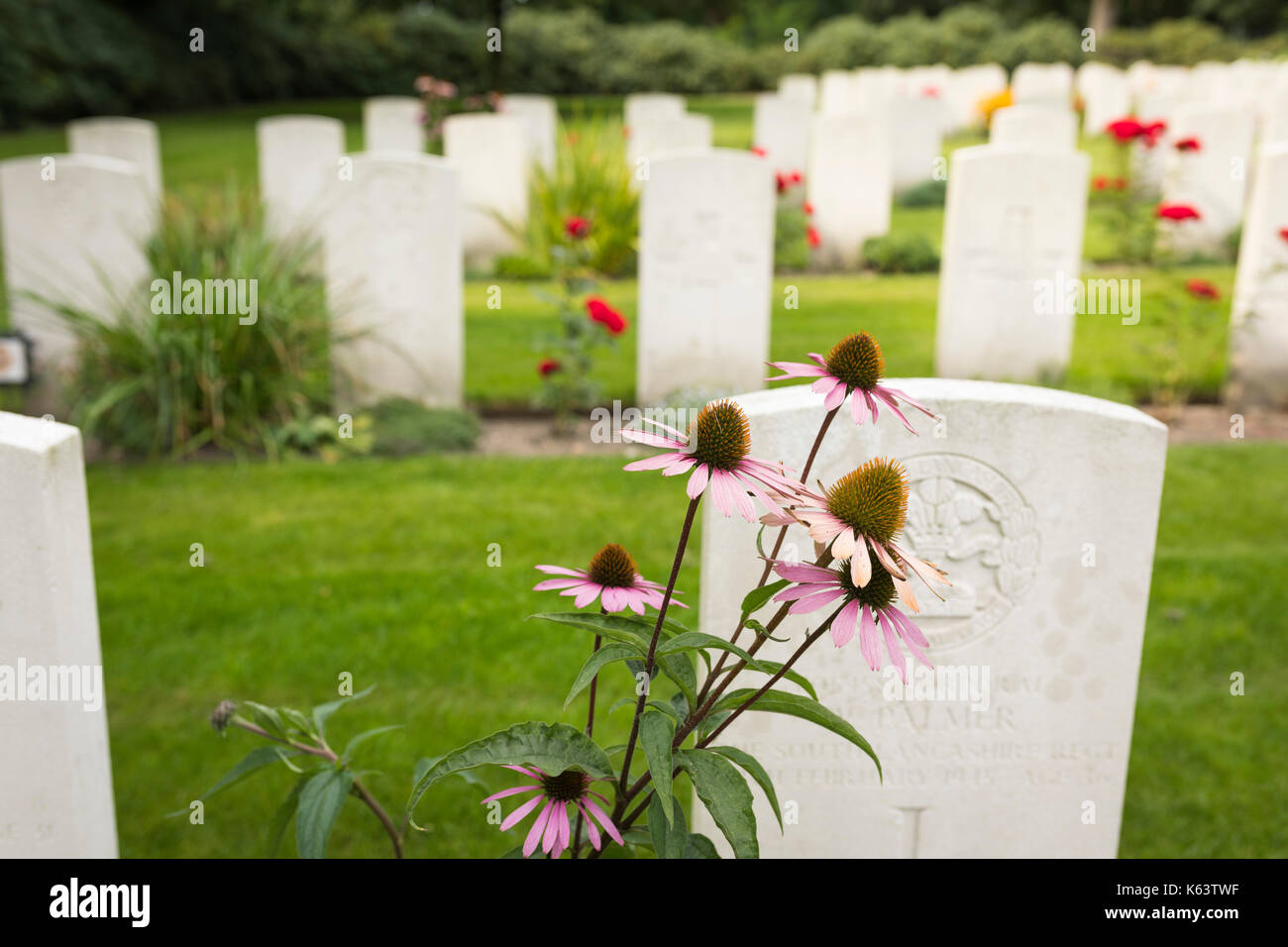Grabsteine mit Echinacea, rote Rosen und anderen Blumen bei British Commonwealth War Cemetery bei Mook in den Niederlanden Stockfoto