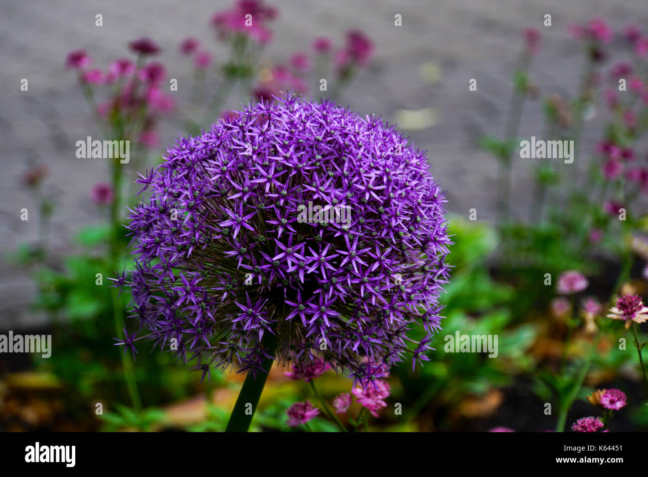 Lila Allium cristophii, common name Persischen Zwiebel oder Star von Persien. Stockfoto