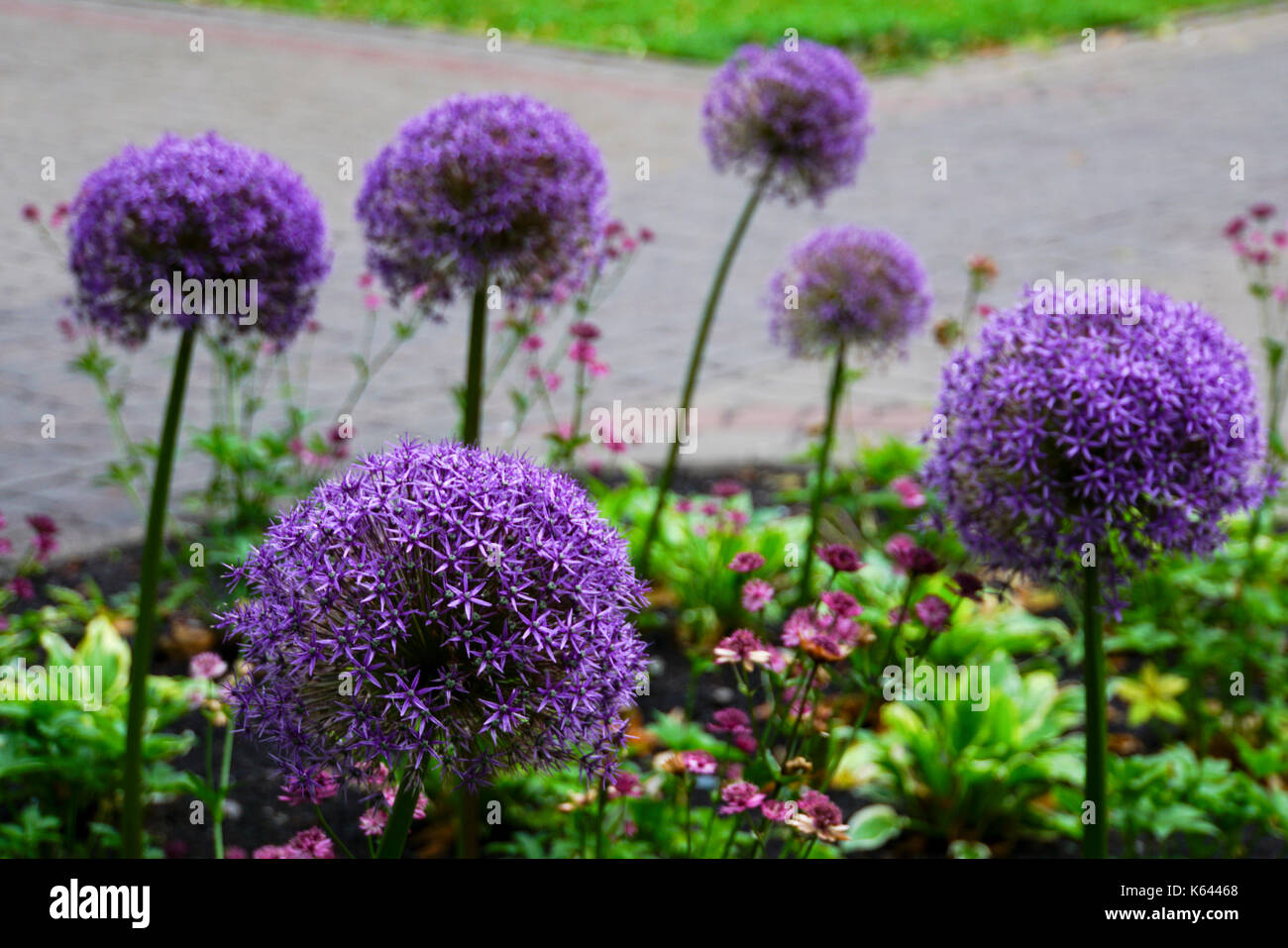 Lila Allium cristophii, common name Persischen Zwiebel oder Star von Persien. Stockfoto