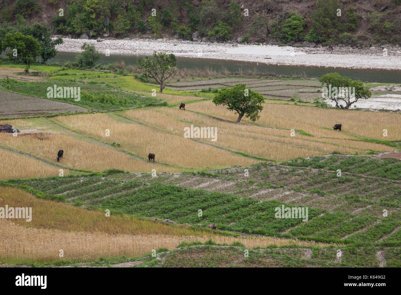 Bewirtschafteten Feldern, Thimpu, Bhutan Wangdue Stockfoto