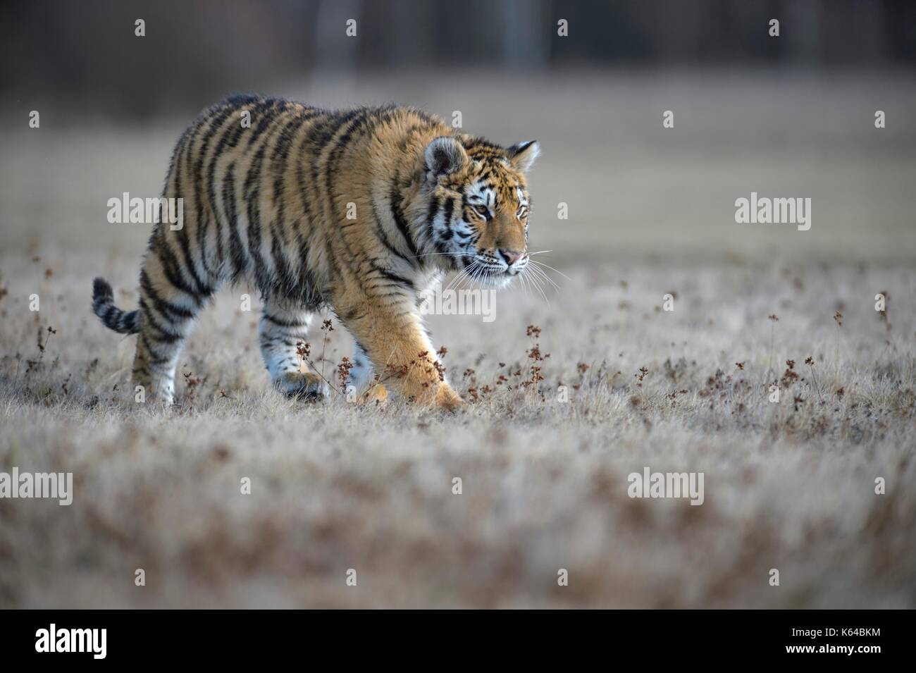 Sibirische Tiger (Panthera tigris altaica), läuft in einem nahe gelegenen Wiese, Captive, Mähren, Tschechien Stockfoto