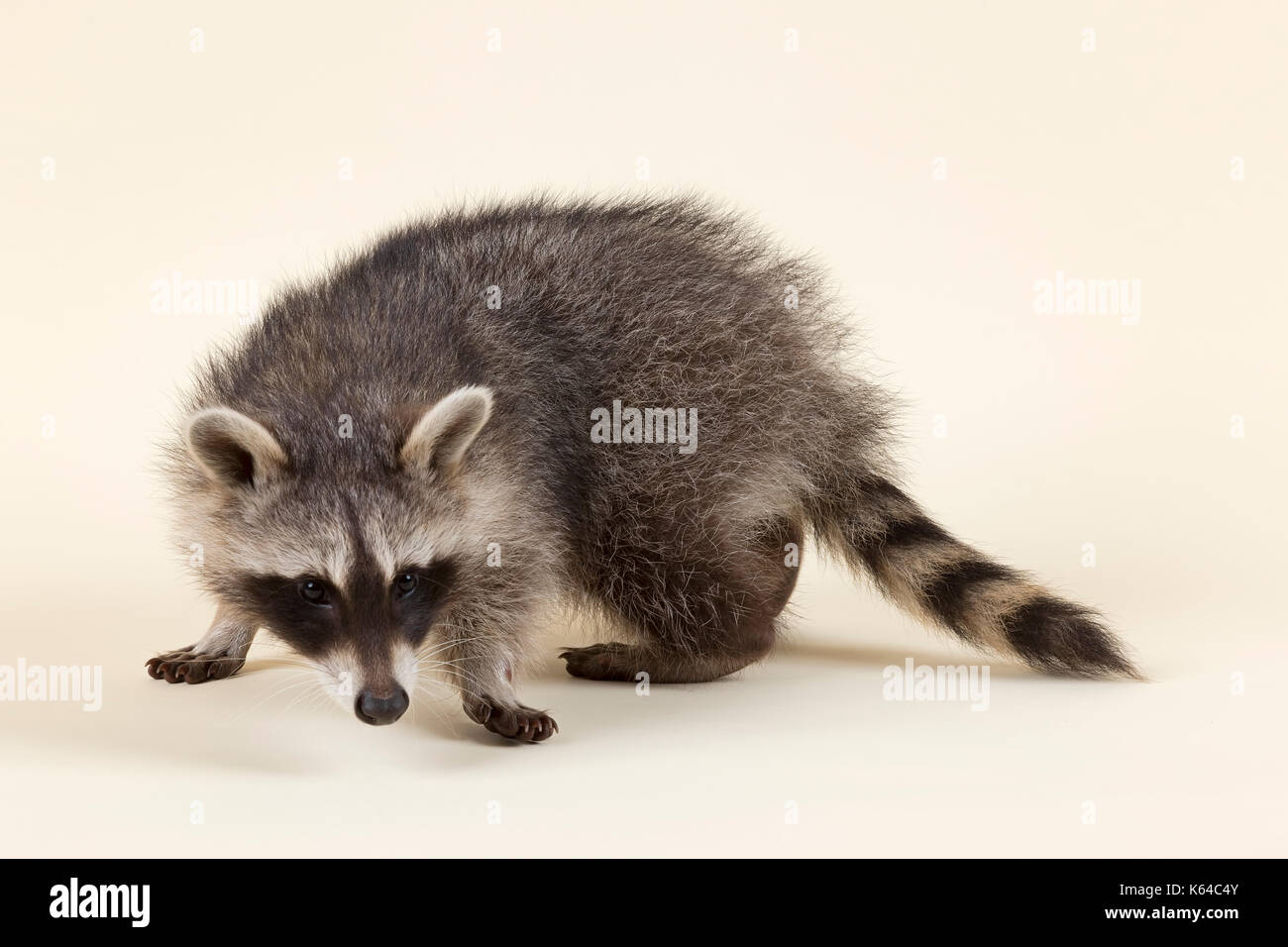Waschbär (Procyon Lotor), Kätzchen, Schnupperte, Alter 4 Monate, Captive Stockfoto