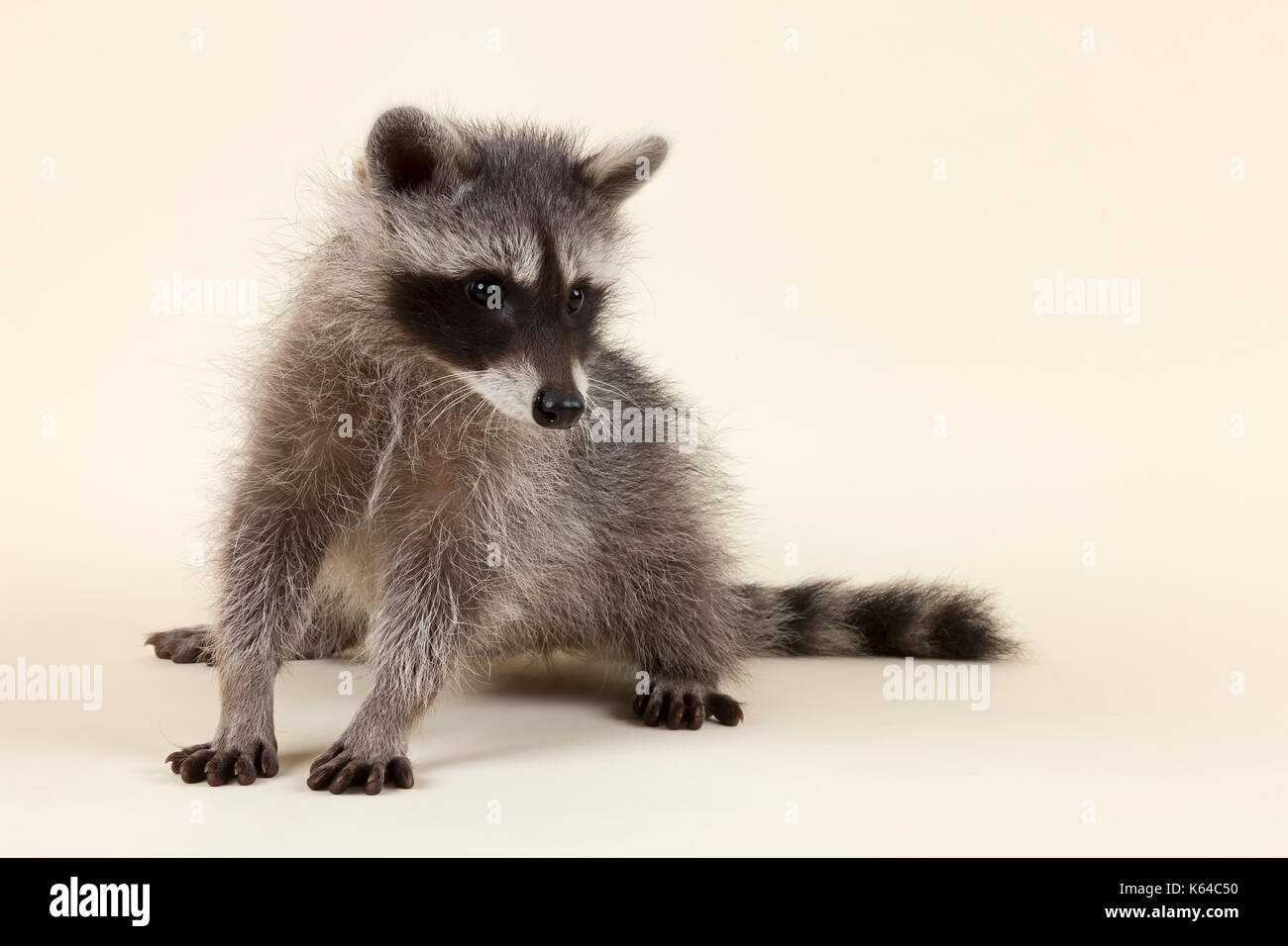 Waschbär (Procyon Lotor), Kätzchen, Sitzen, Alter 4 Monate, Captive Stockfoto