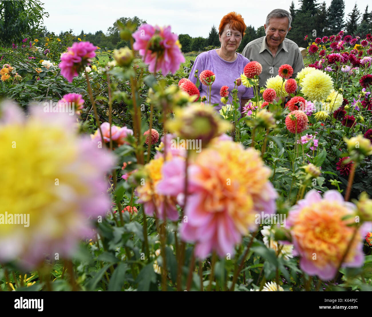 Muencheberg, Deutschland. 26 Aug, 2017. Ehepaar Monika (L) und Reinhold Roth werden von dahlien im garten in Muencheberg, Deutschland, 26. August 2017 umgeben. Foto: Patrick Pleul/dpa-Zentralbild/dpa/Alamy leben Nachrichten Stockfoto