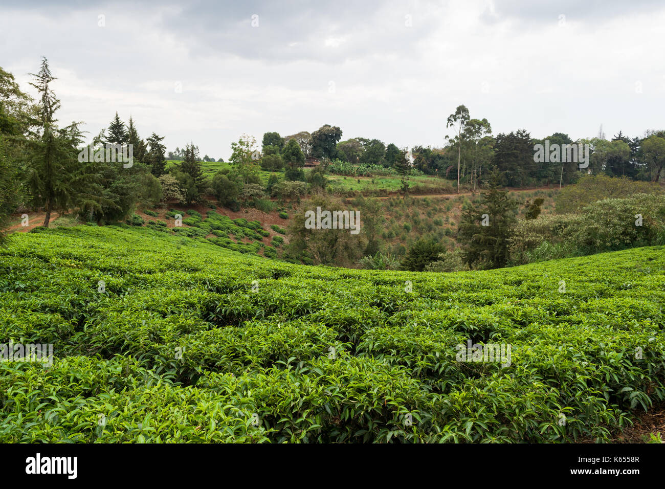 Tee Plantage mit Tee (Camellia sinensis) auf die hügelige Pisten, Kenia Stockfoto