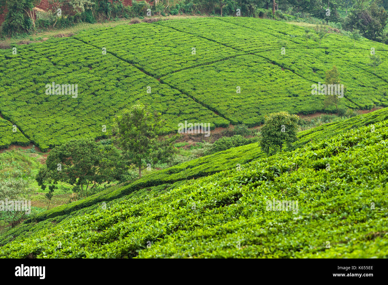 Tee Plantage mit Tee (Camellia sinensis) auf die hügelige Pisten, Kenia Stockfoto