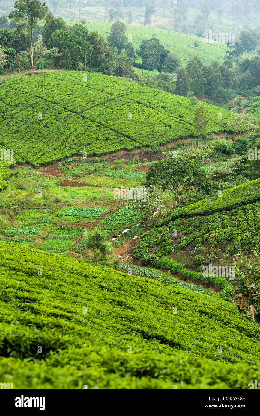 Tee Plantage mit Tee (Camellia sinensis) auf die hügelige Pisten, Kenia Stockfoto