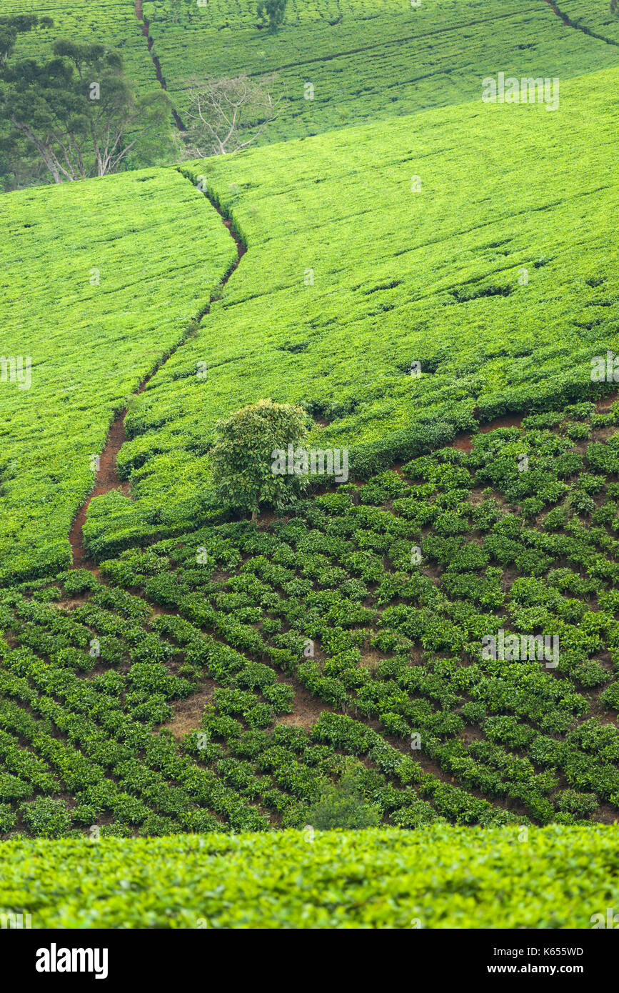 Tee Plantage mit Tee (Camellia sinensis) auf die hügelige Pisten, Kenia Stockfoto