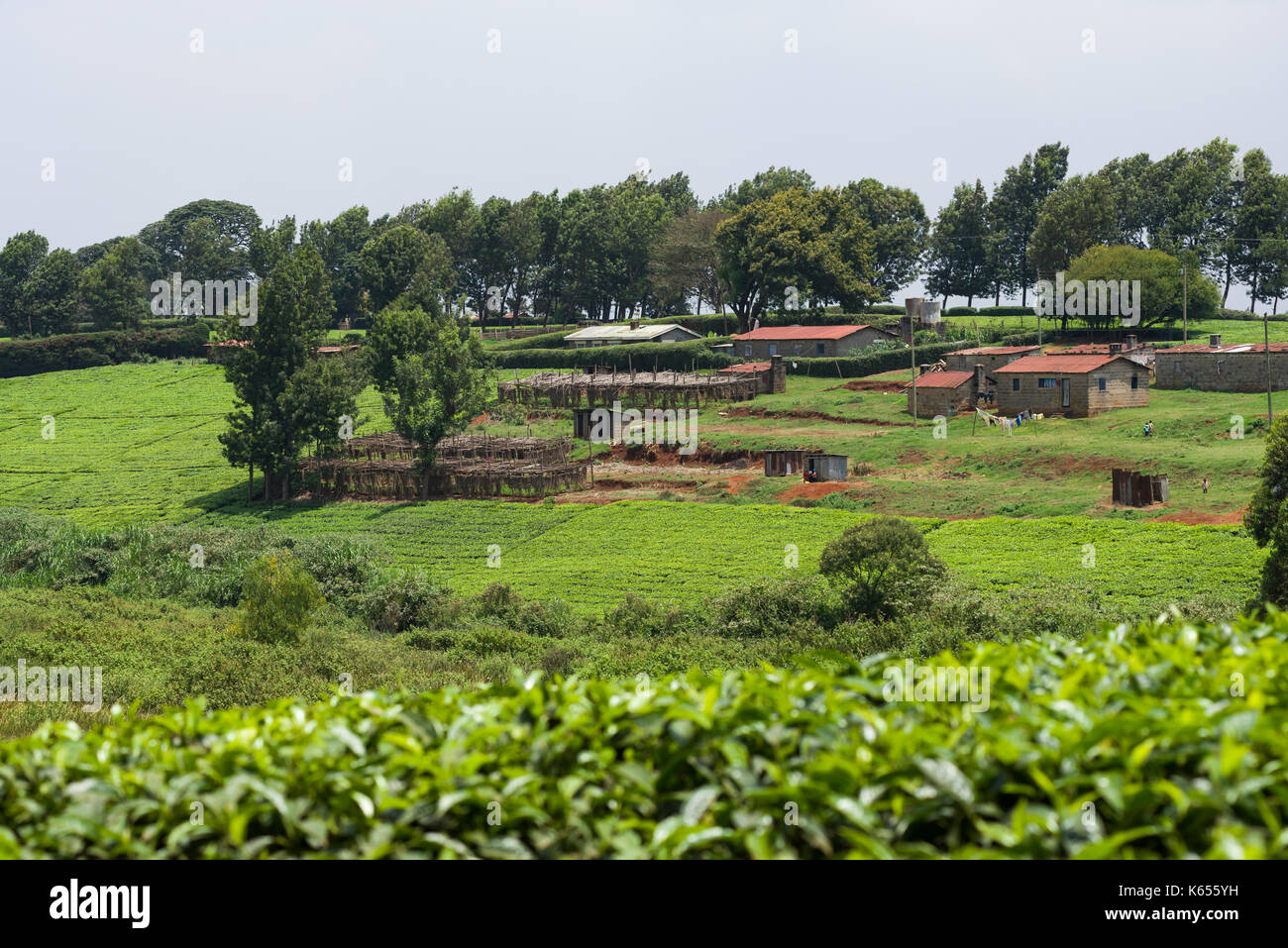 Tee Plantage Gebäude mit Tee (Camellia sinensis) auf die hügelige Pisten, Kenia Stockfoto