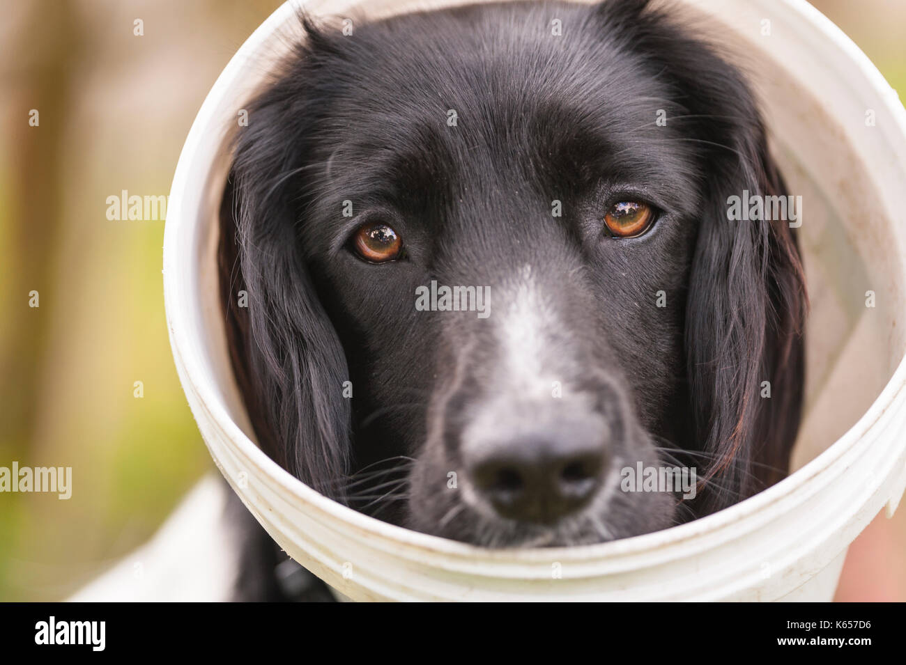 Ein Hund mit einem Plastik Schüssel auf dem Kopf ihr Lecken eine Wunde zu stoppen Stockfoto
