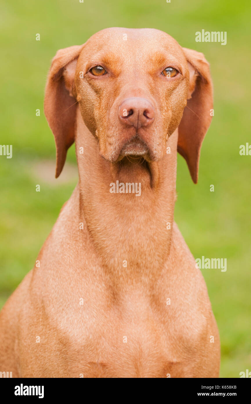 Eine Ungarische Vizsla Hund in Großbritannien Stockfoto