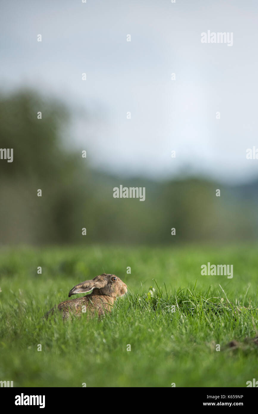 Lepus europaeus. Stockfoto