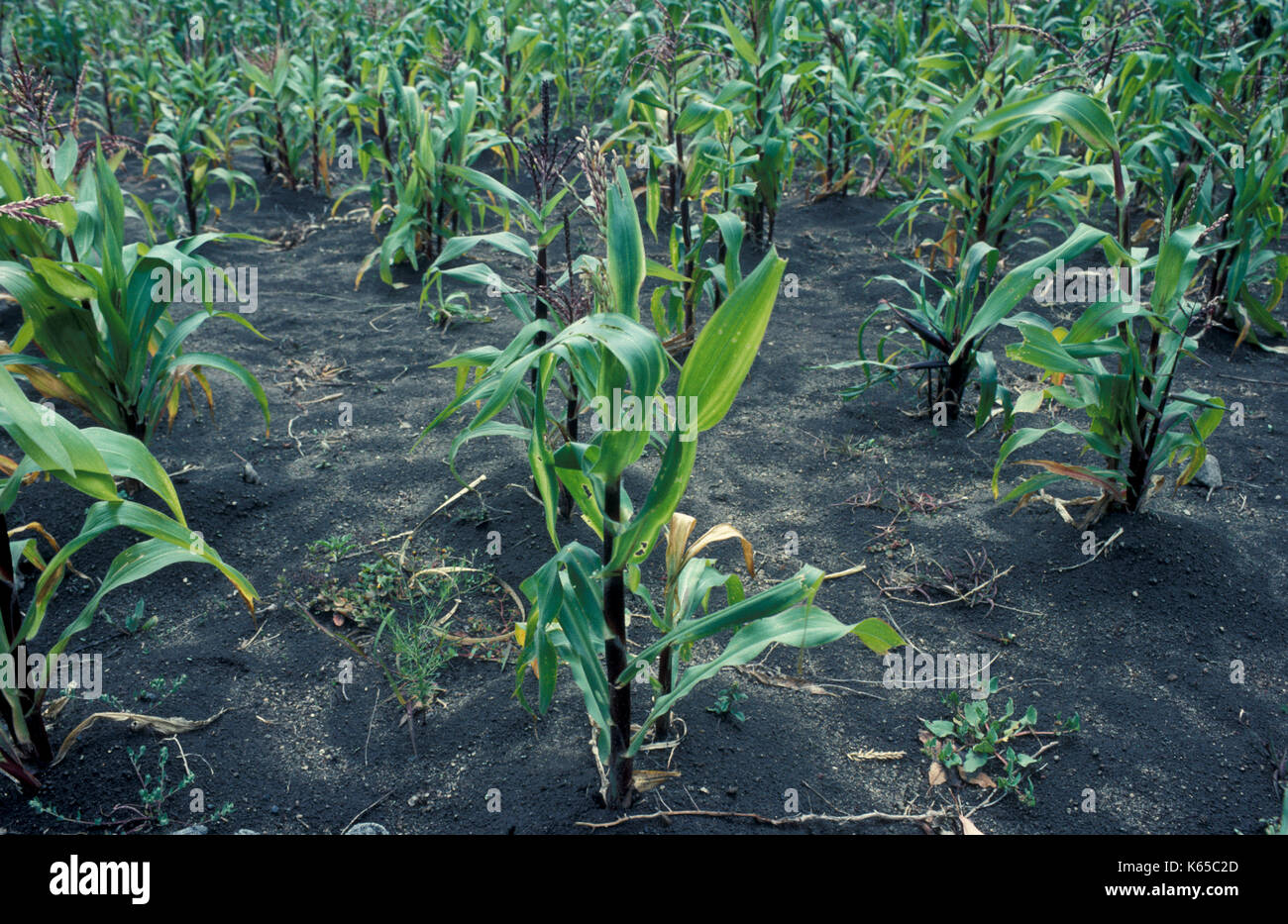 Mais Kulturen, Ecuador, Landwirtschaft, Ernährung, Wachstum, Stockfoto