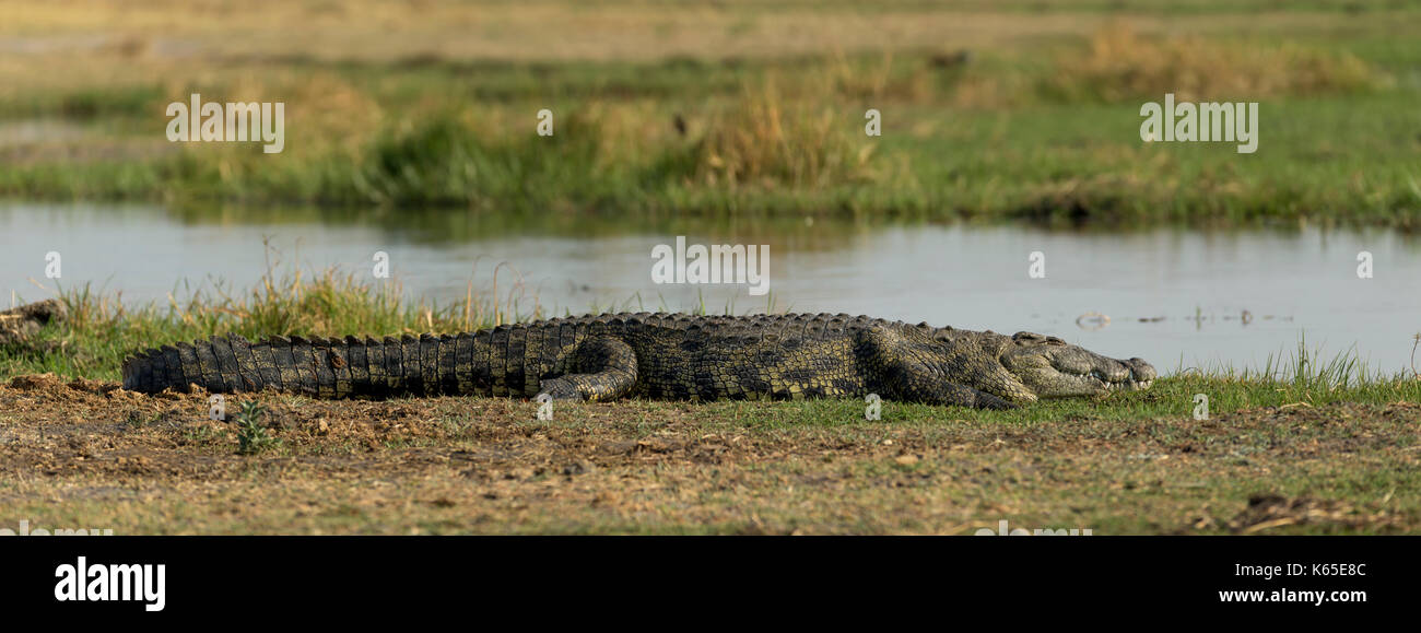 Großes Krokodil am Flussufer, kwai, Botswana, Okavango Delta Stockfoto