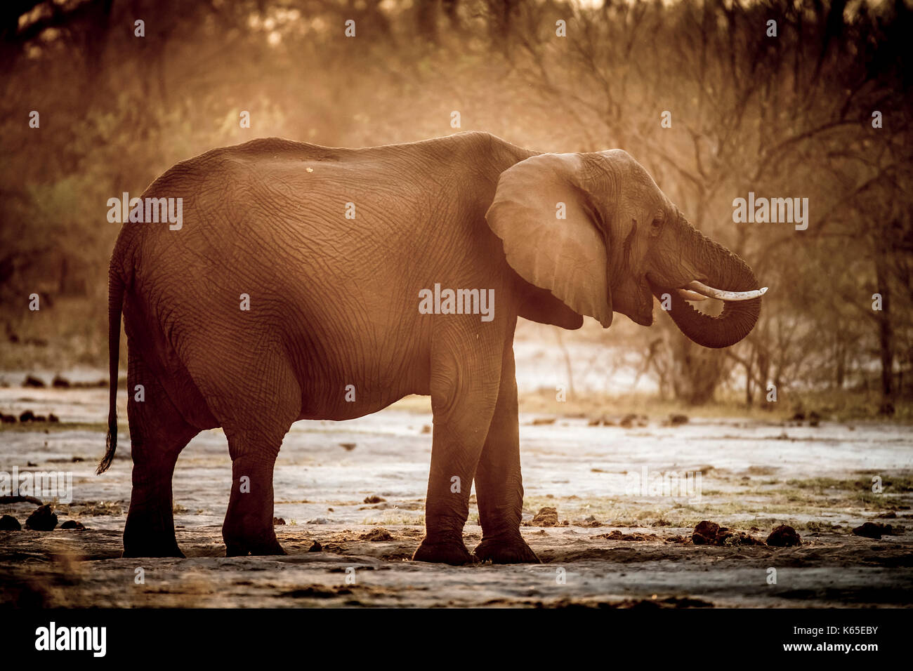 Elefant in Staub, Kwai, Botswana, Okavango Delta, Stockfoto