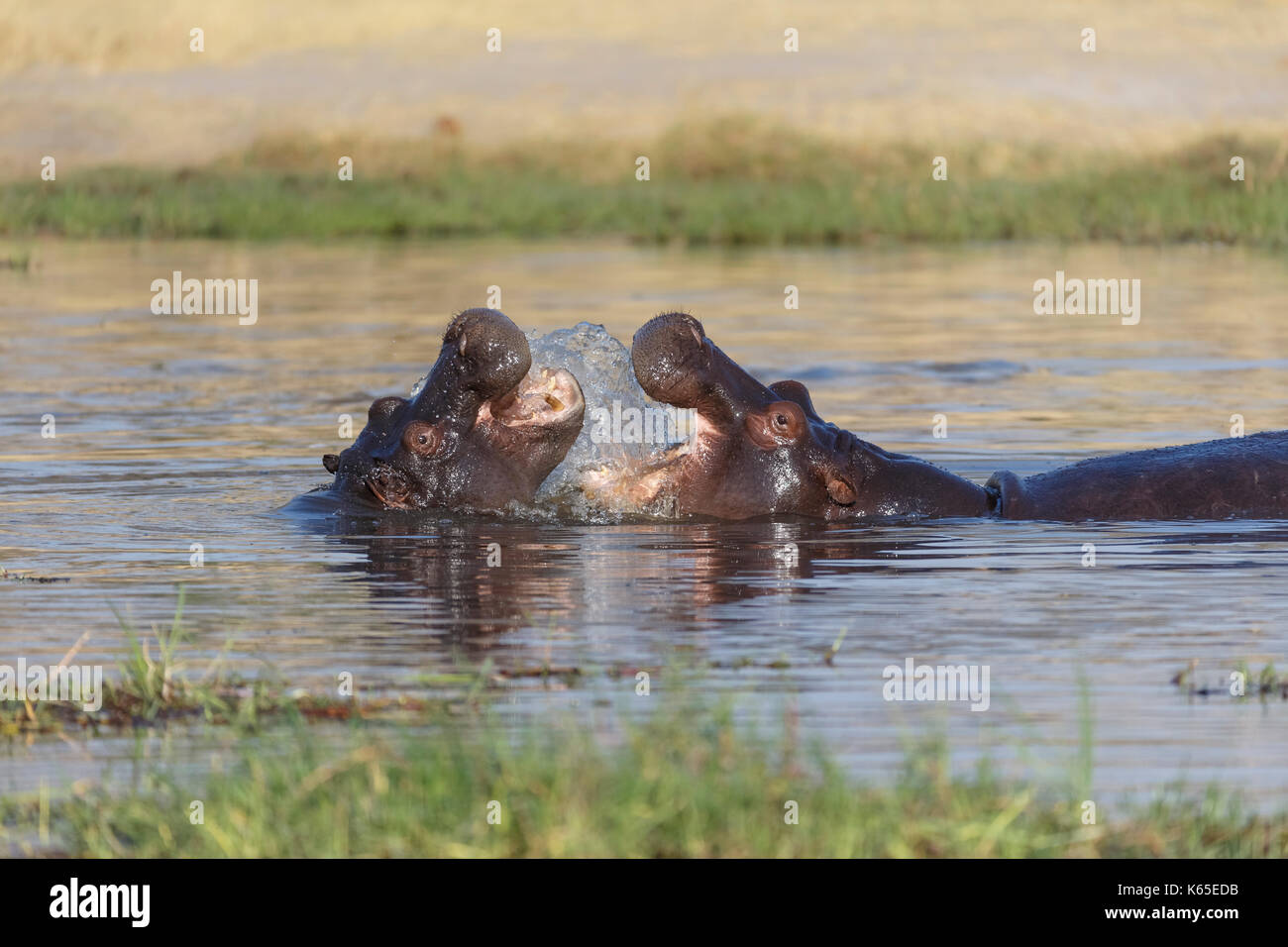 Der junge Hippo playfighting in Kwai River, Botswana Stockfoto