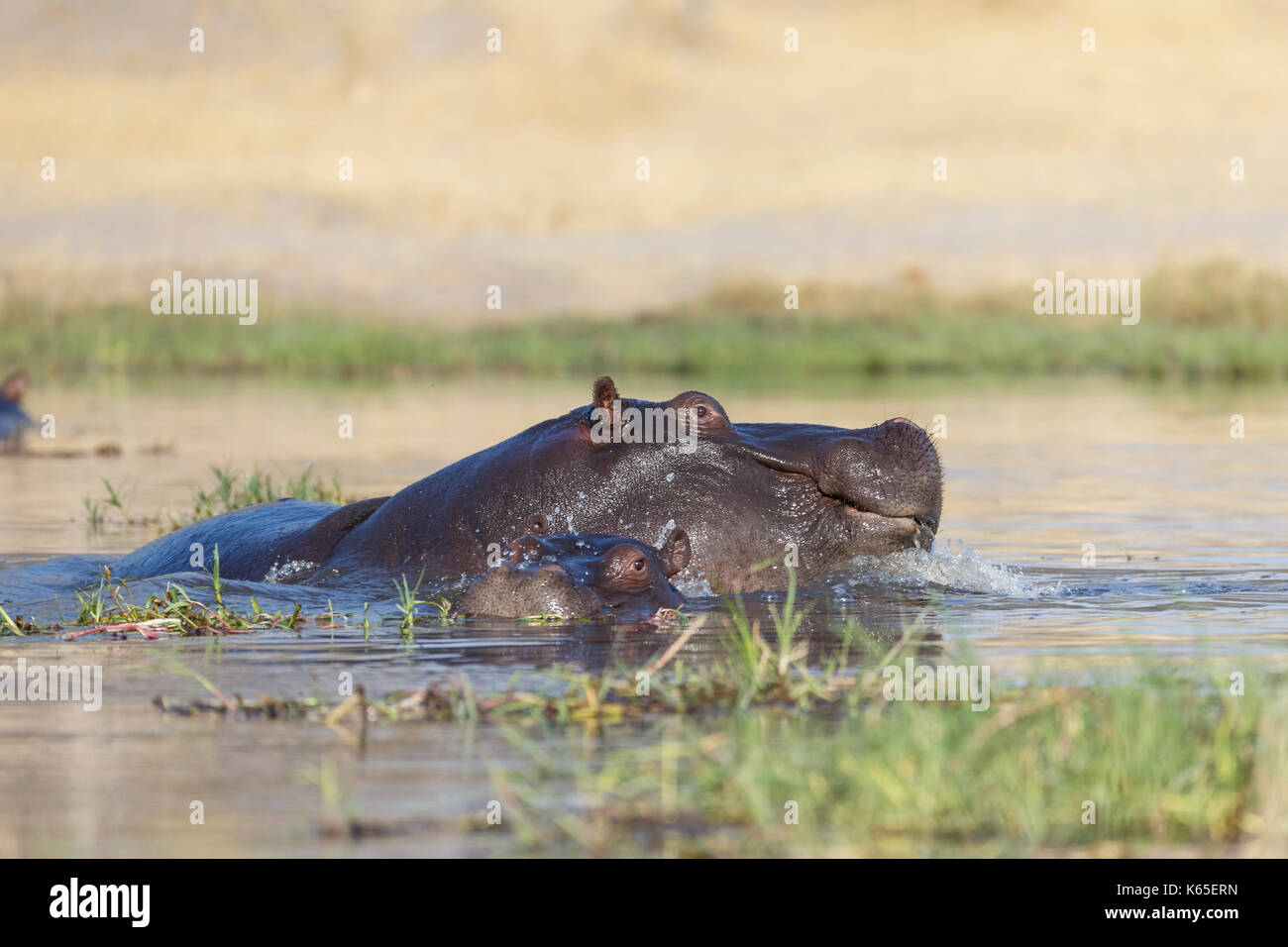 Der junge Hippo playfighting in Kwai River, Botswana Stockfoto