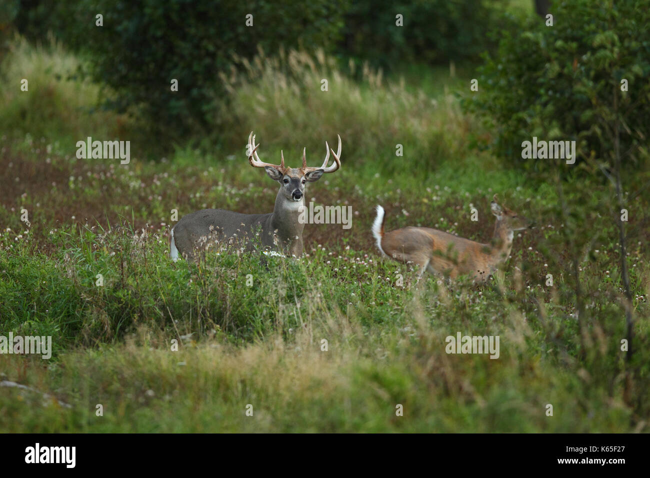 White-tailed deer - Hirschbrunft Stockfoto