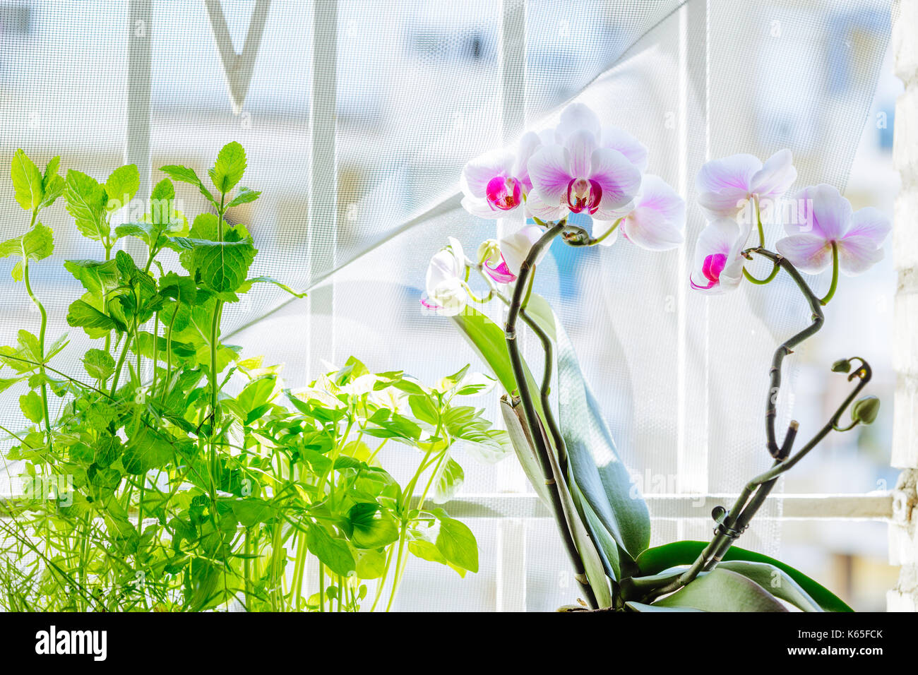 Elegante Orchideenblüte auf Fensterbank Stockfoto