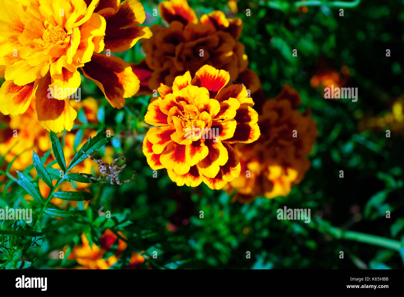 RINGELBLUME IN VOLLER BLÜTE Stockfoto