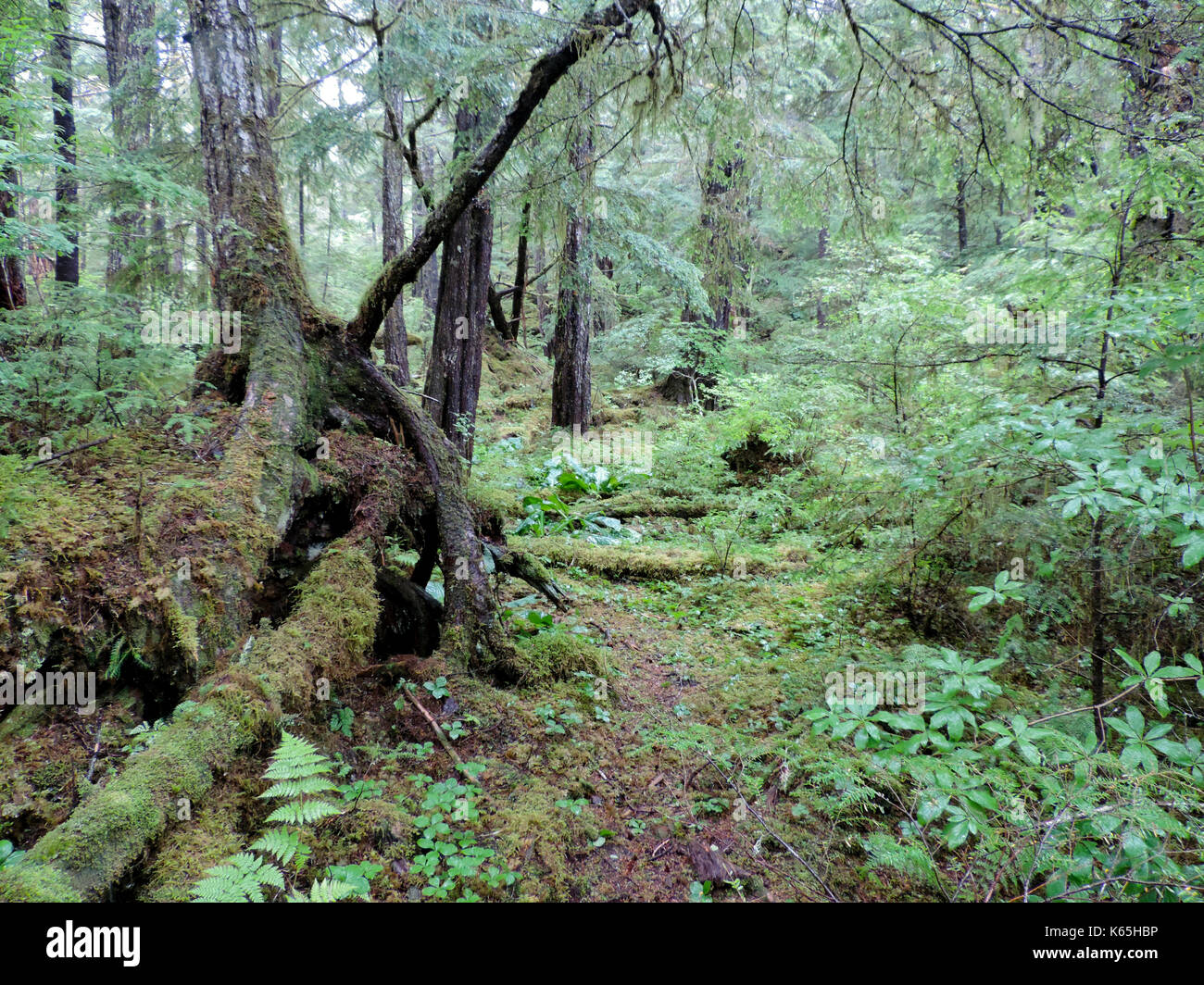 Grünes Wachstum im Regenwald, ALASKA Stockfoto