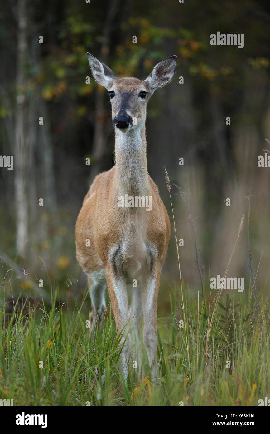 White-tailed deer - Hirschbrunft Stockfoto