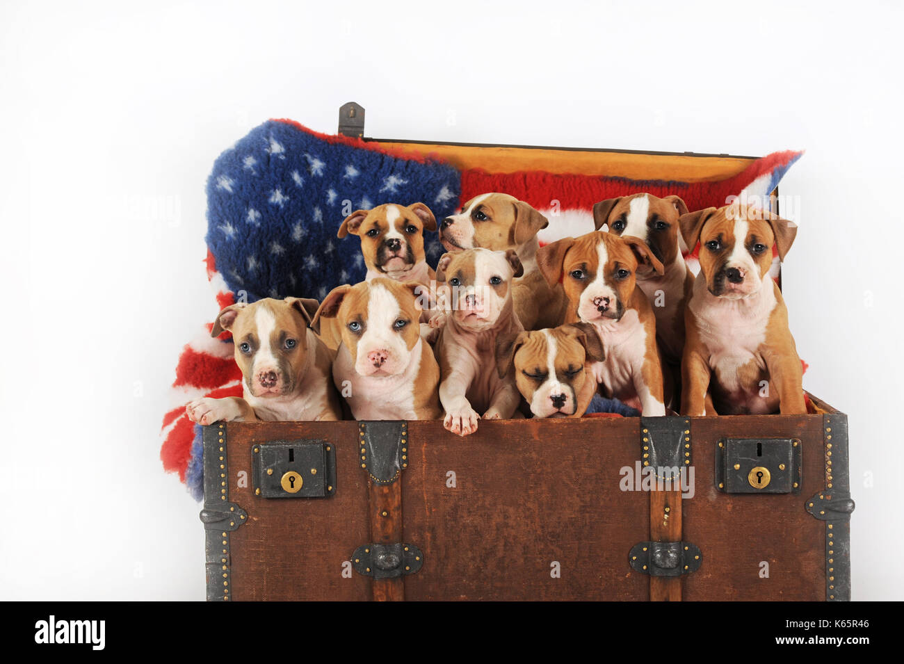 American Staffordshire Terrier, Welpen, 7 Wochen alt, fawn-weiß und rot-weiß Stockfoto