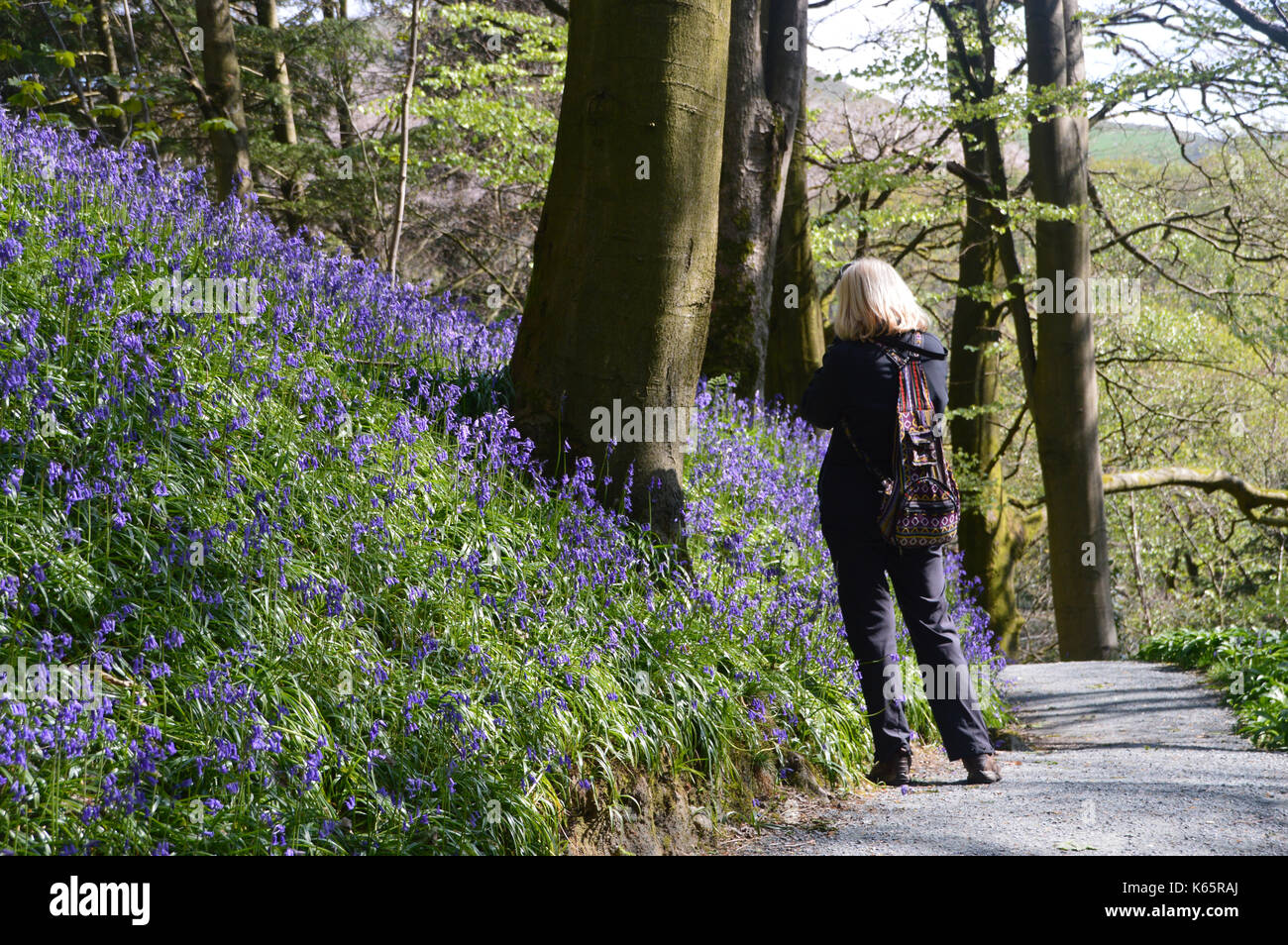 Frau Fotos von Glockenblumen in Strid Holz, Bolton Abbey Teil der Dales Weg lange Strecke Fußweg, Wharfedale, Yorkshire, England, UK. Stockfoto