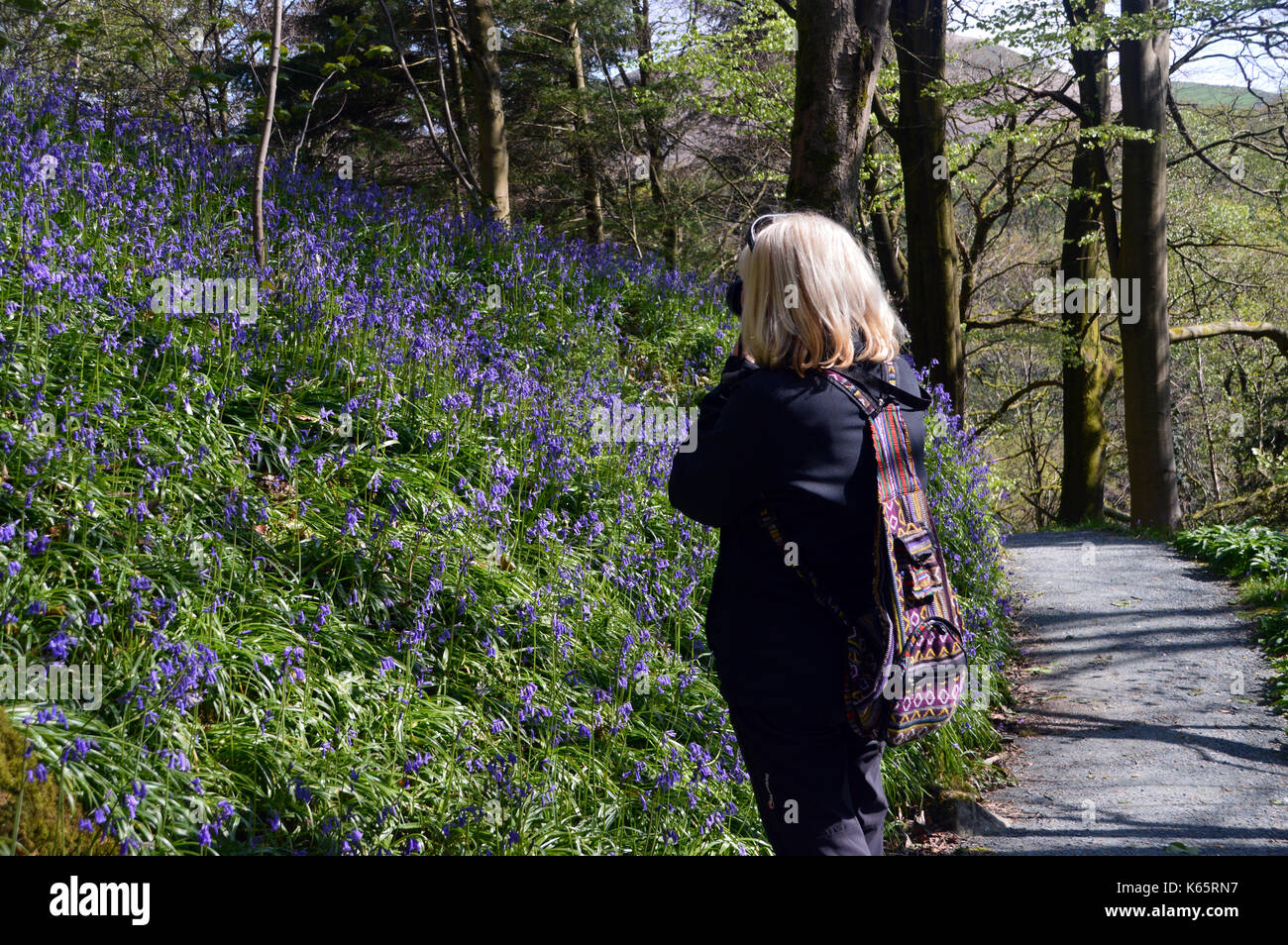 Frau Fotos von Glockenblumen in Strid Holz, Bolton Abbey Teil der Dales Weg lange Strecke Fußweg, Wharfedale, Yorkshire, England, UK. Stockfoto