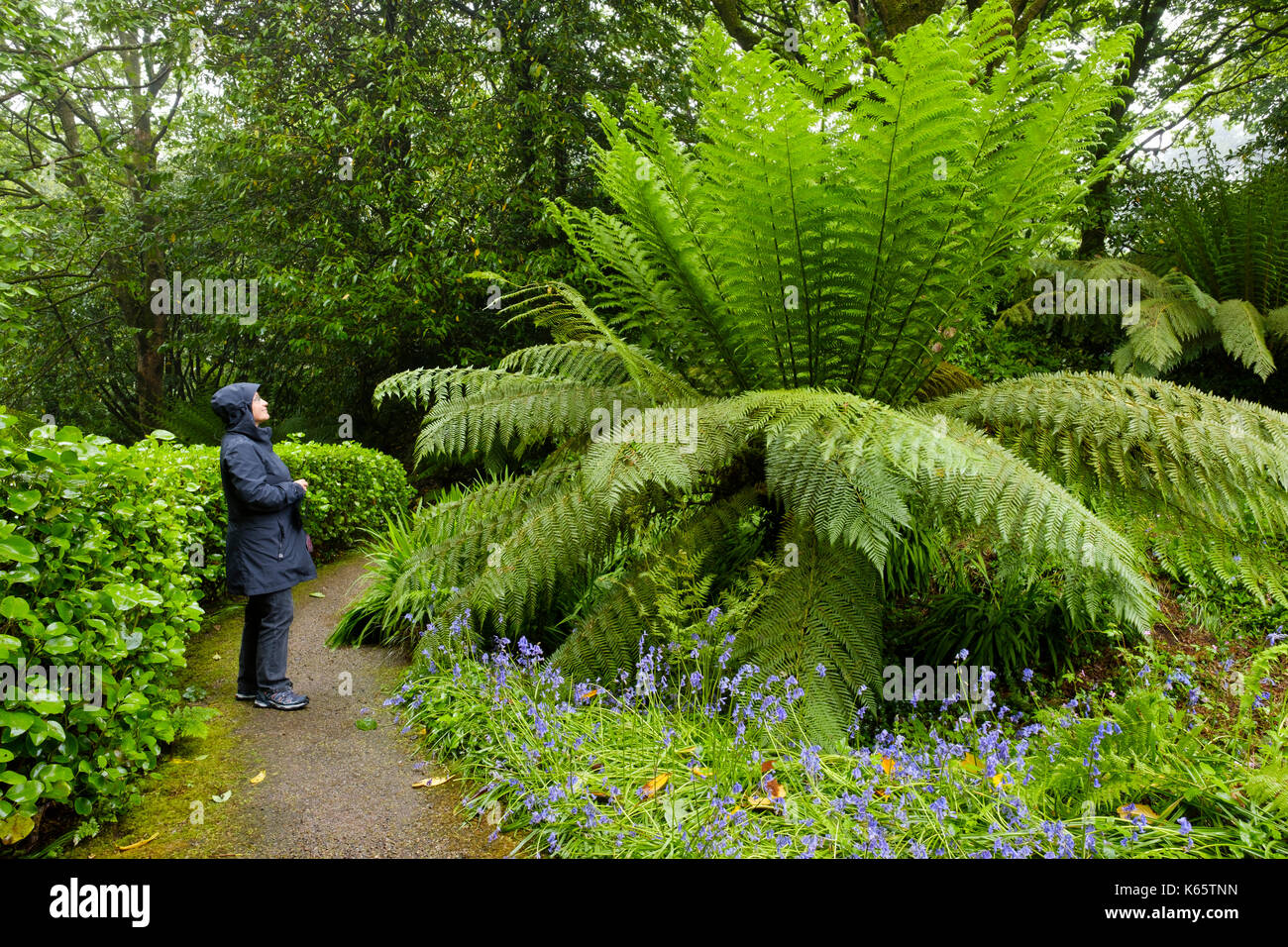 Baumfarn, Trewidden Garten, in der Nähe von Penzance, Cornwall, England, Großbritannien Stockfoto