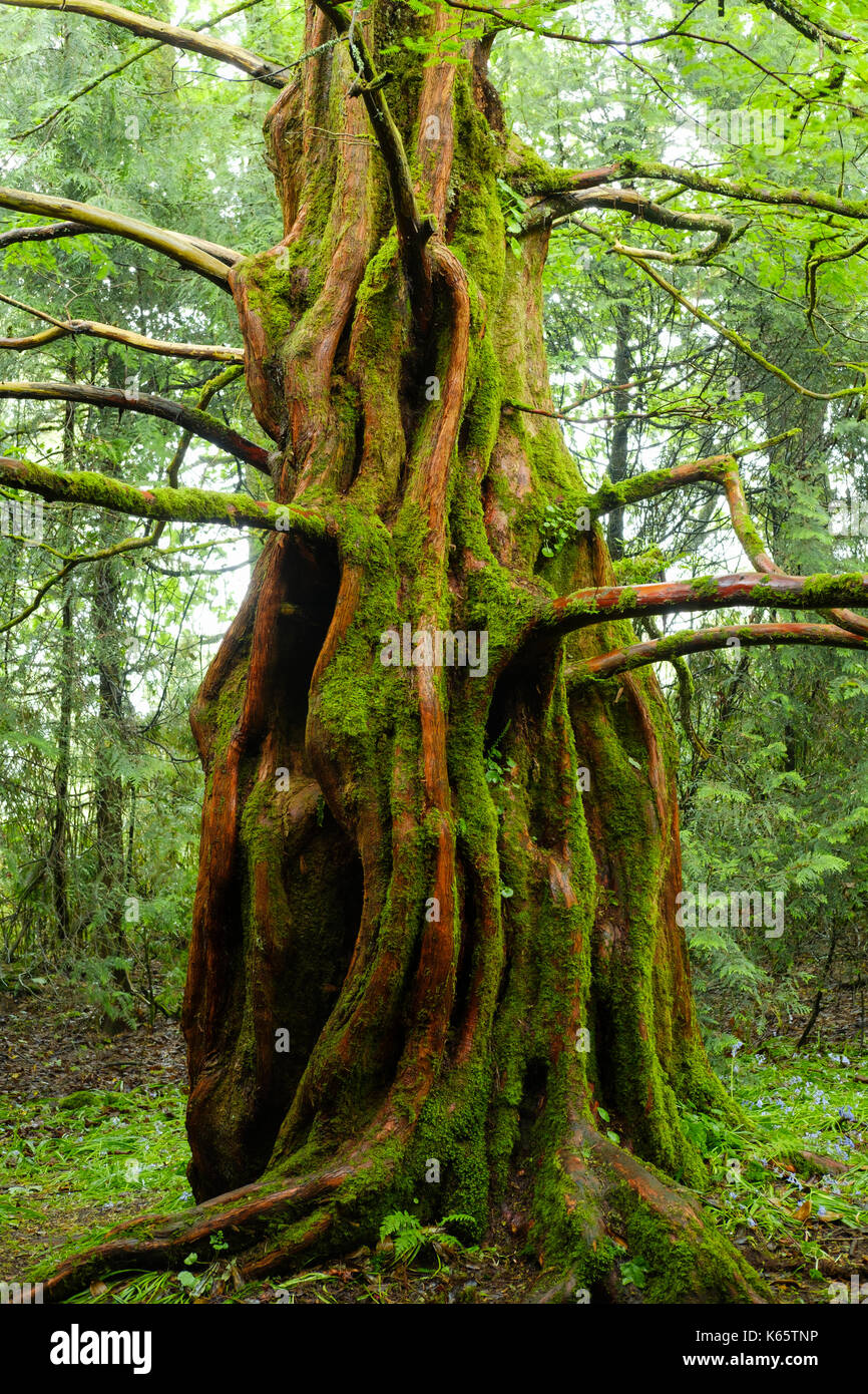 Dawn Redwood (Metasequoia glyptostroboides), Trewidden Garten, von Penzance, Cornwall, England, Großbritannien Stockfoto