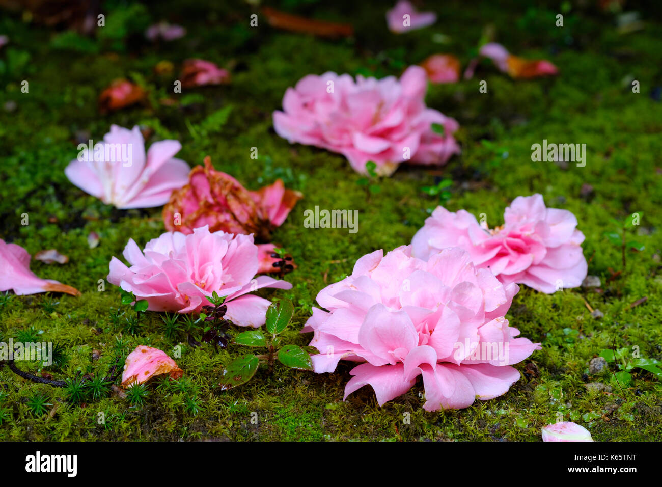 Blasse Blüten der Kamelie (Camellia) sind auf dem Boden liegend, Trewidden Garten, in der Nähe von Penzance, Cornwall, England, Großbritannien Stockfoto