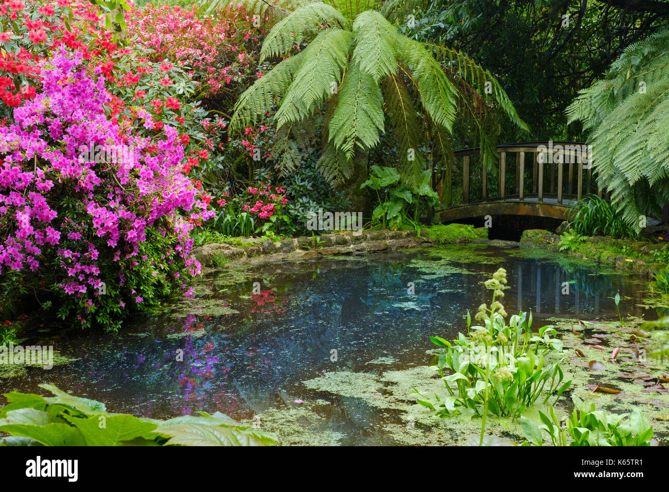 Teich mit blühenden Rhododendren und Baum Farn, Trengwainton Garden, in der Nähe von Penzance, Cornwall, England, Großbritannien Stockfoto