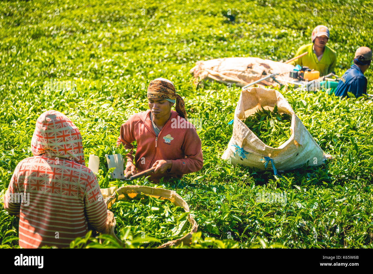 Lokale teepflückerinnen Ernte, Tee, Tee Plantage, Anbau von Tee, Cameron Highlands, Tanah Tinggi Cameron, Pahang Stockfoto