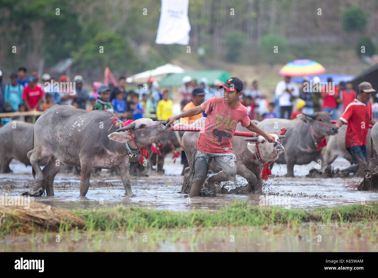 Barat Jereweh, Sumbawa, Indonesien - 10. September 2017: Lokale Buffalo race Wettbewerb auf Sumbawa in Jereweh, Indonesien am 10. September 2017 statt. Stockfoto