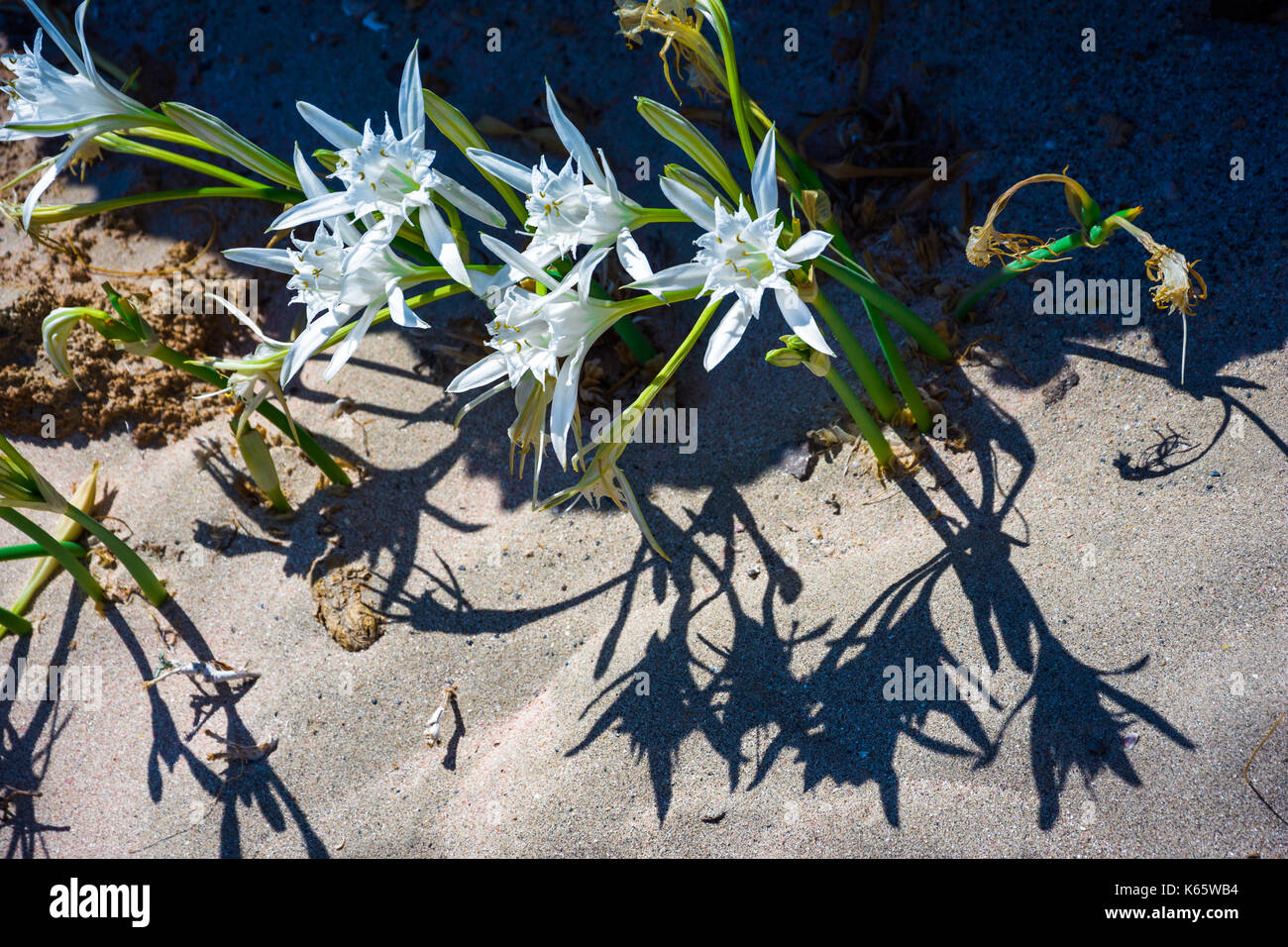Schöne Seelilien, direkt auf den Sand. Strand von Elafonisi. Süden Kretas. Griechenland Stockfoto