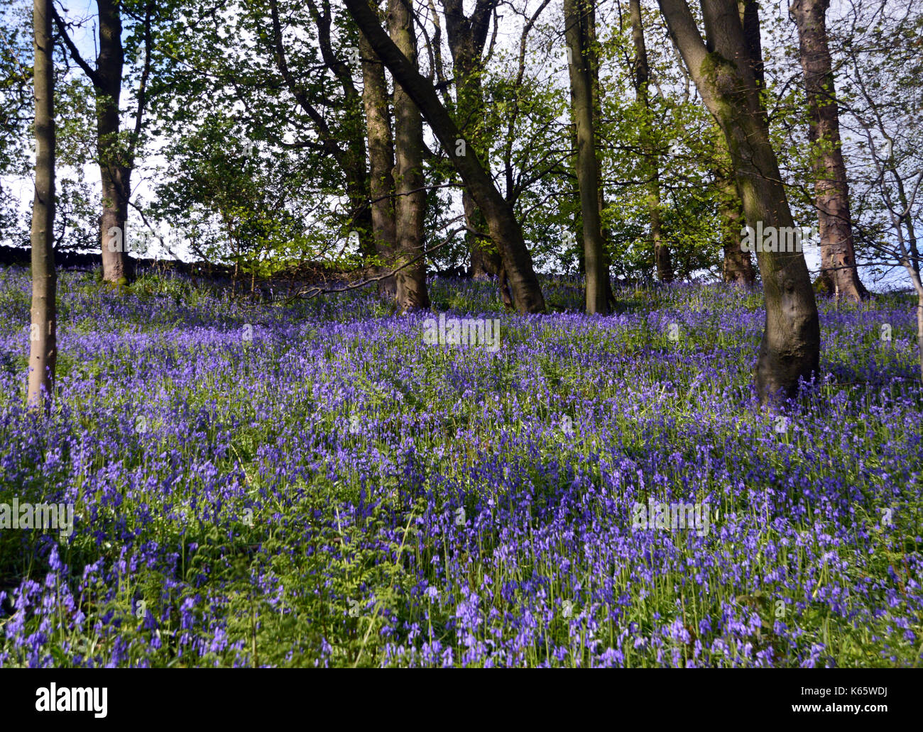 Schräge Bank von Wilden gemeinsamen Bluebells in Strid Holz, Bolton Abbey Teil der Dales Weg lange Strecke Fußweg, Wharfedale, Yorkshire, England, UK. Stockfoto