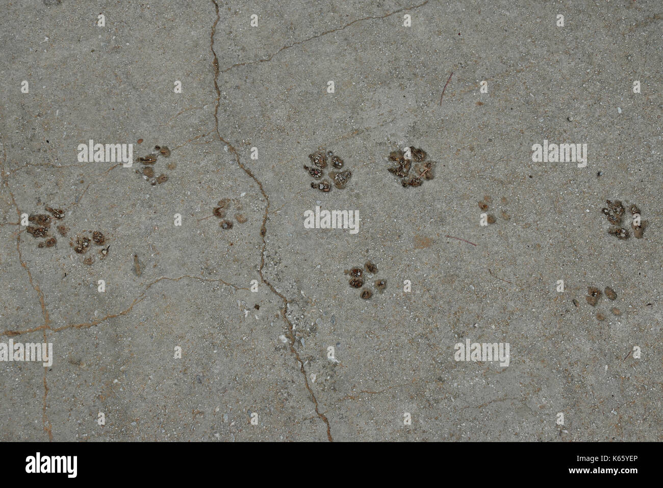 Hundepfoten Tierspuren auf Betonoberfläche Hintergrund. Stockfoto