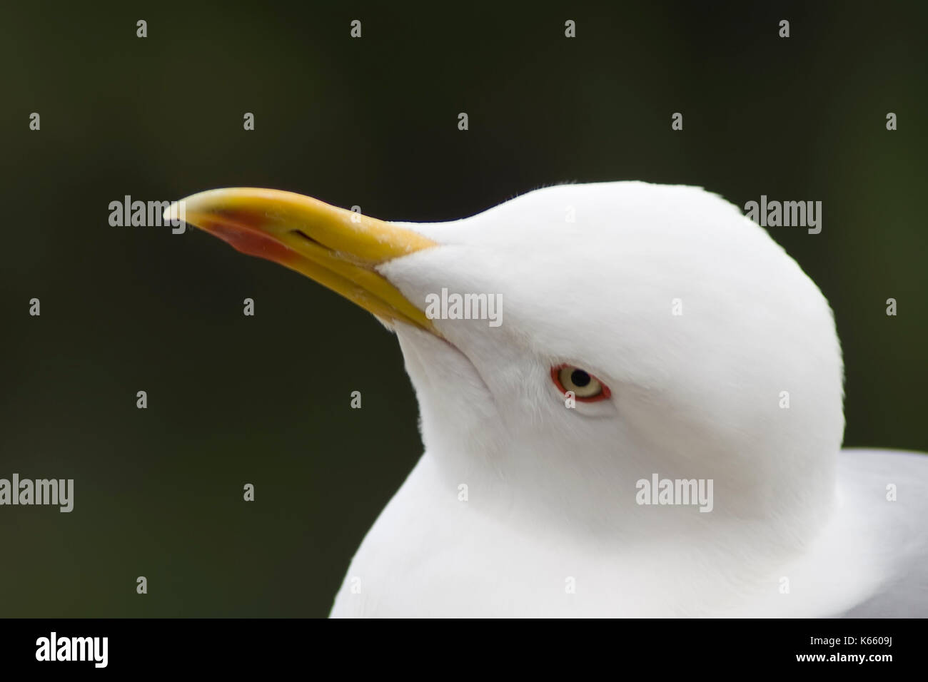 Der Blick des Gelben legged Gull Stockfoto