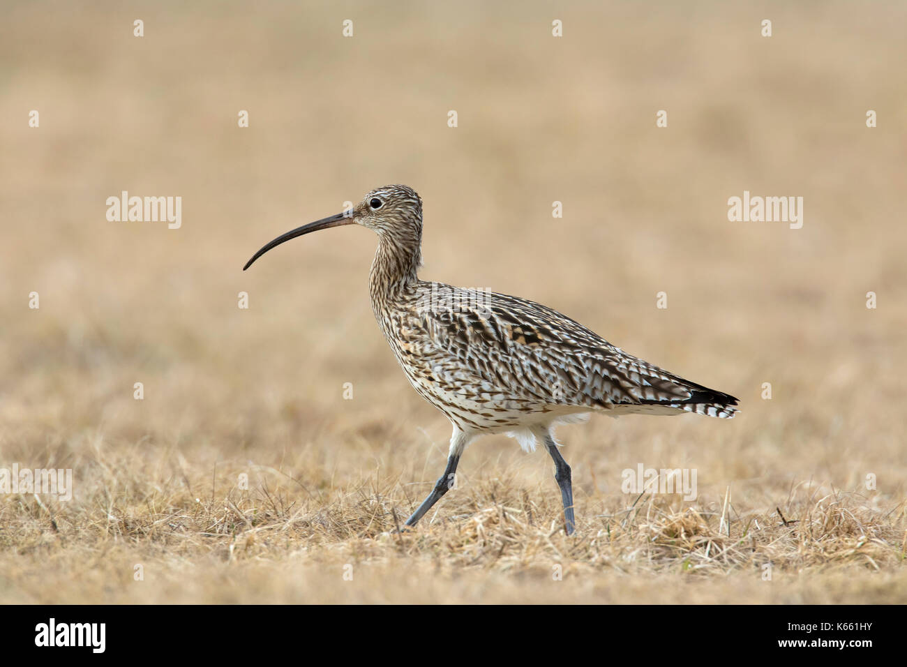 Eurasische Brachvogel (Numenius Arquata) auf Nahrungssuche in Grünland Stockfoto