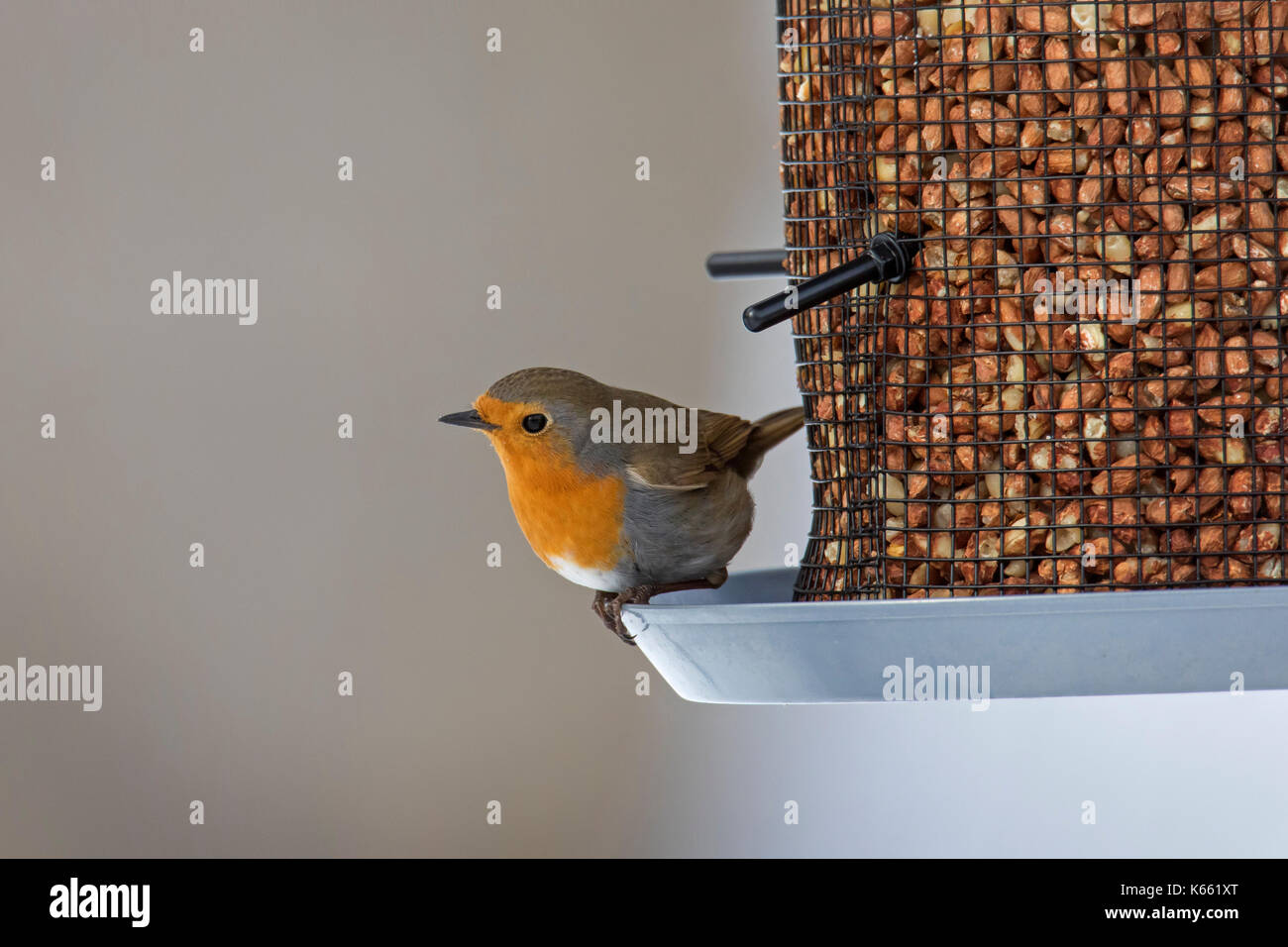 Europäische Robin (Erithacus Rubecula) auf Garten Futterhaus gefüllt mit Erdnüssen im Winter Stockfoto