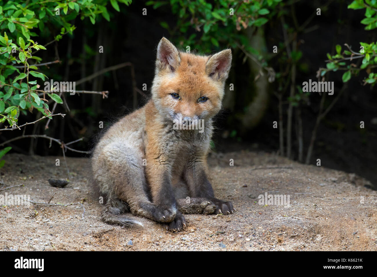 Red Fox (Vulpes vulpes) single Kit aus Dickicht im Frühjahr Stockfoto