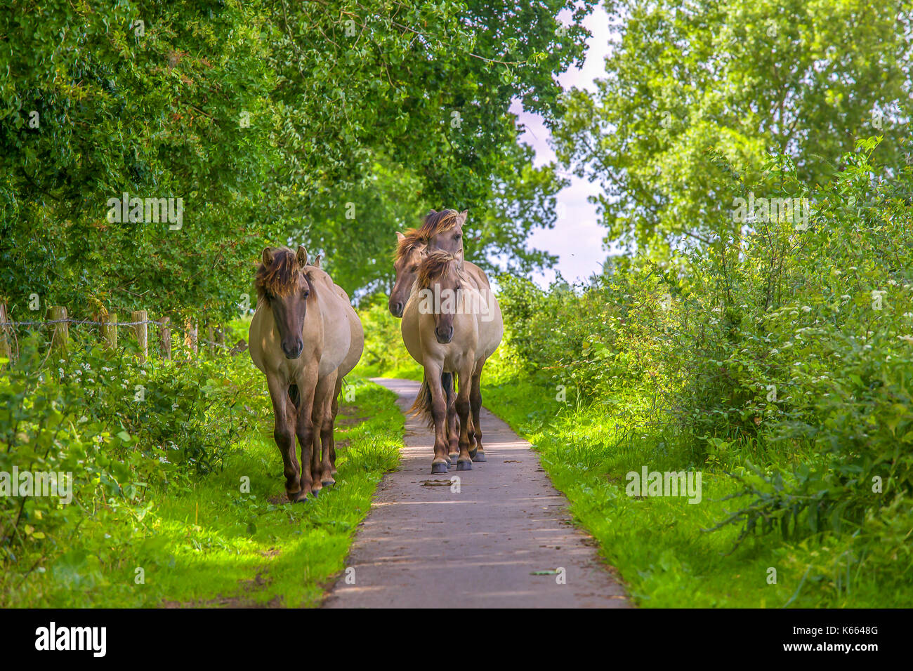 Wild Konik Pferde gehen auf einem Wanderweg Stockfoto