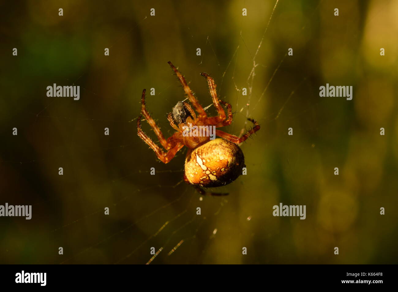 Erfolgreiche spinne Jagd in seiner Cobweb früh am sonnigen Morgen Stockfoto