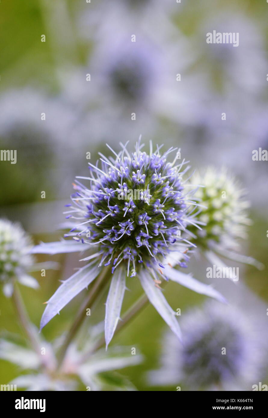 Eryngium Planum Sea Holly, auch als blaue Eryngo, eine robuste Staude mit blauen stacheligen Blumen, blühenden ein englischer Sommer Garten Grenze, Großbritannien Stockfoto