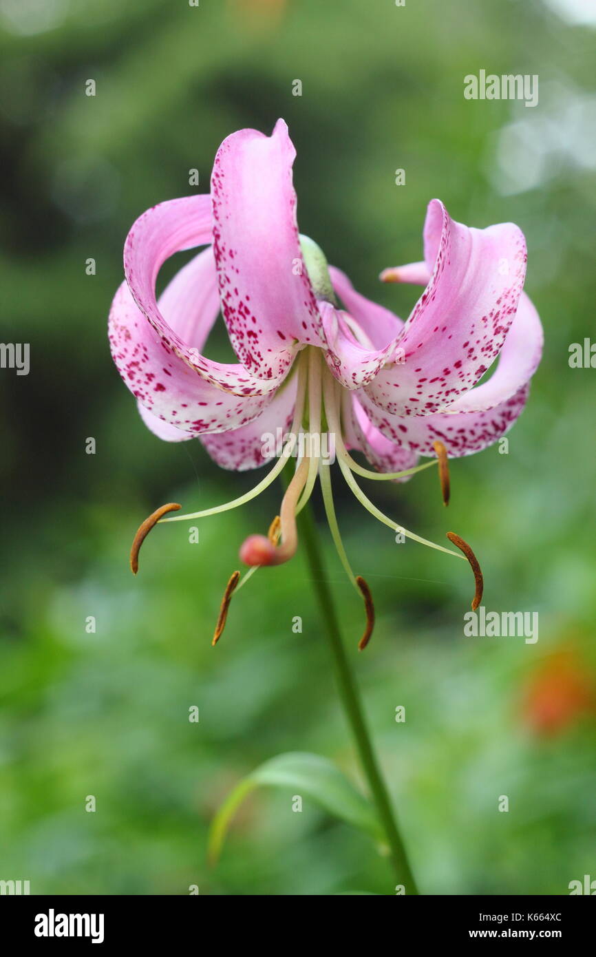 Lankongense Lilie (Lilium Lankongense), die Lily's ein Türke, in voller Blüte in einem Englischen Garten im Sommer (Juni), UK Stockfoto