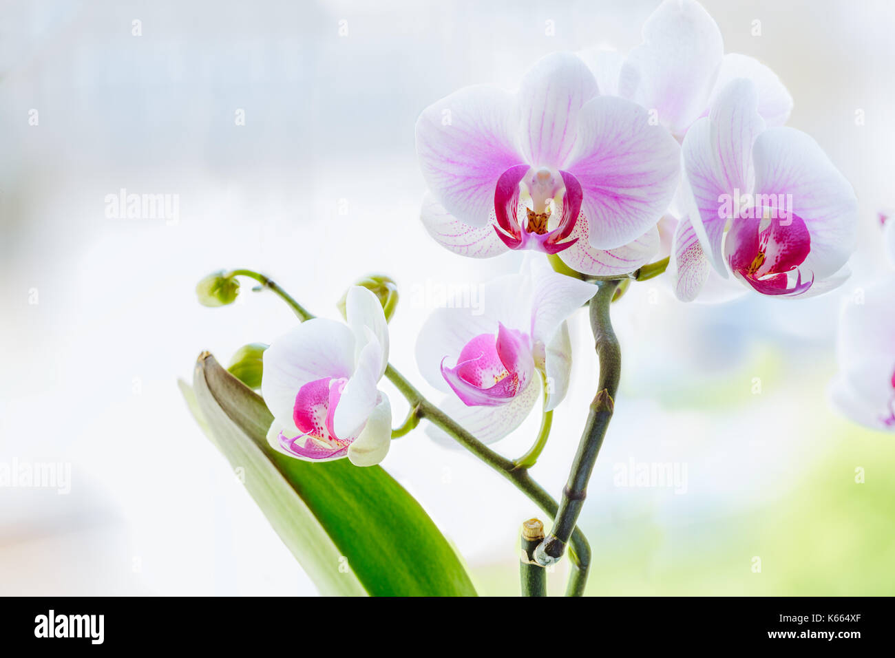 Schöne und elegante Orchidee mit natürlichen Hintergrund. Stockfoto
