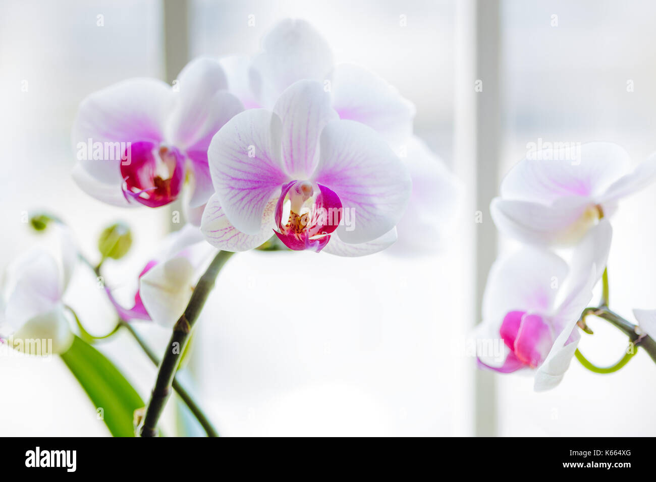 Schöne und elegante Orchidee mit natürlichen Hintergrund. Stockfoto